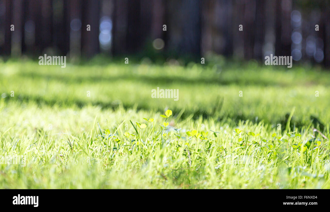 Close up beautiful spring lawn hi-res stock photography and images - Alamy