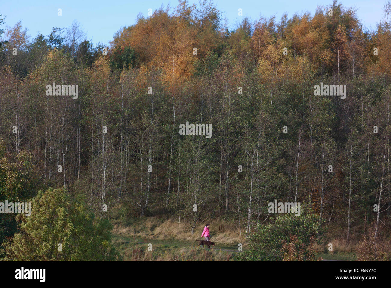 A dog walking in the Blackford hill. Stock Photo