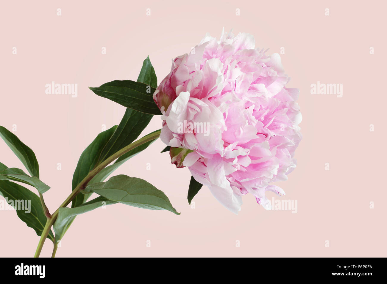 pink-peony-on-light-pink-background-stock-photo-alamy