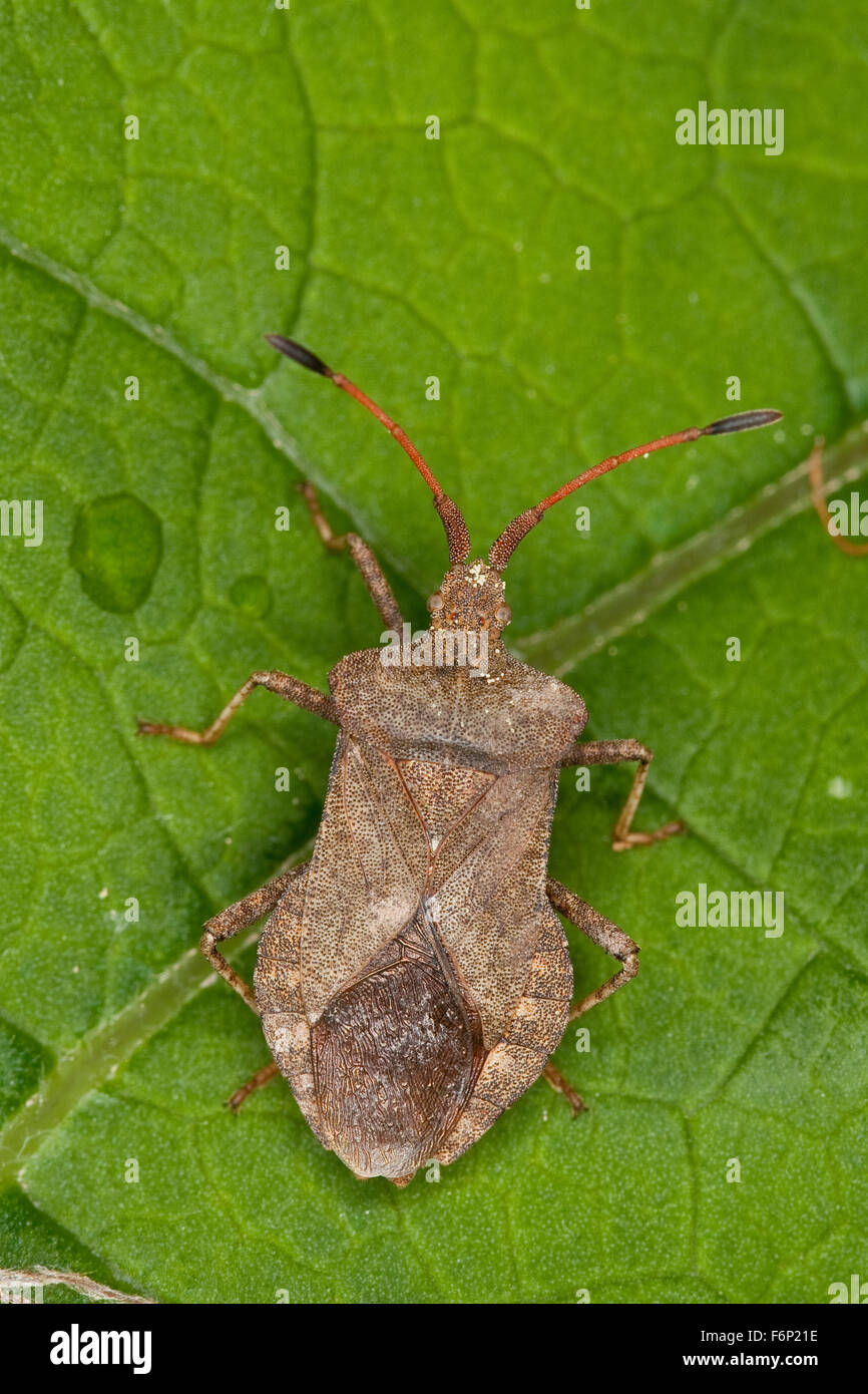 Squash bug, Lederwanze, Saumwanze, Leder-Wanze, Saum-Wanze, Coreus marginatus, Mesocerus marginatus Stock Photo