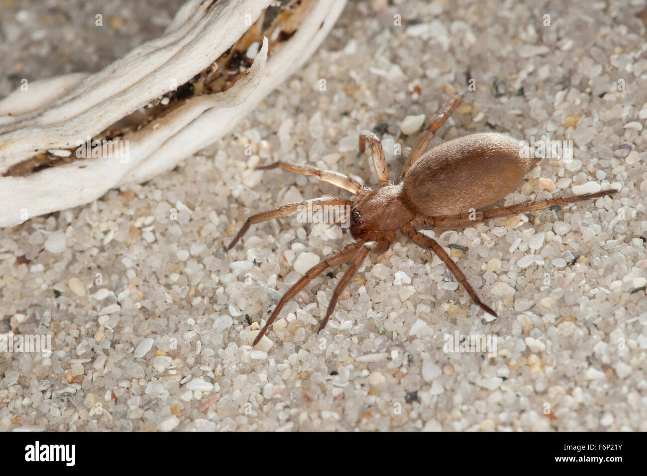 Stone spider, Mouse Spider, Ground spider, Glattbauchspinne, Plattbauchspinne, Glattbauch-Spinne, Drassodes cf. lapidosus Stock Photo