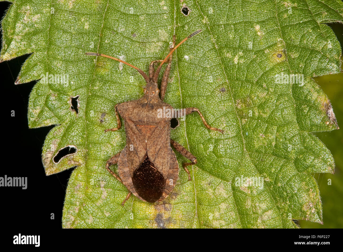 Squash bug, Lederwanze, Saumwanze, Leder-Wanze, Saum-Wanze, Coreus marginatus, Mesocerus marginatus Stock Photo