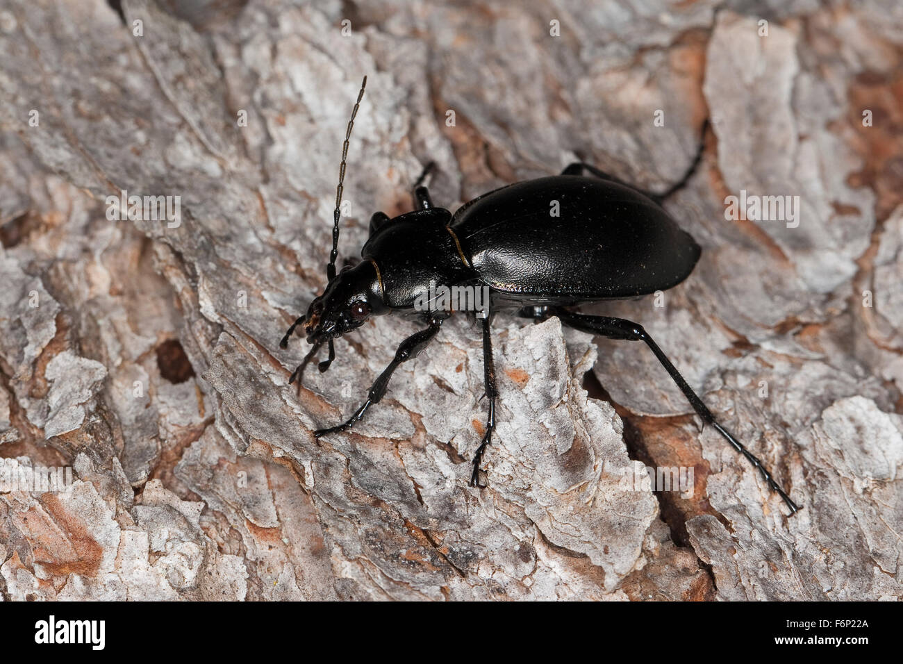 Smooth ground beetle, Glatter Laufkäfer, Glatt-Laufkäfer, Carabus glabratus, Oreocarabus glabratus Stock Photo