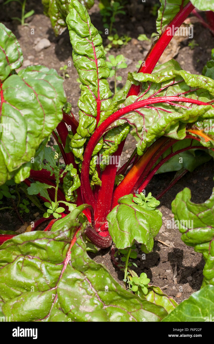 Foliage Beet, Leaf Beet, Mangold 'Rhubarb Chard', Blatt-Mangold, Schnitt-Mangold, Beta vulgaris cicla Stock Photo