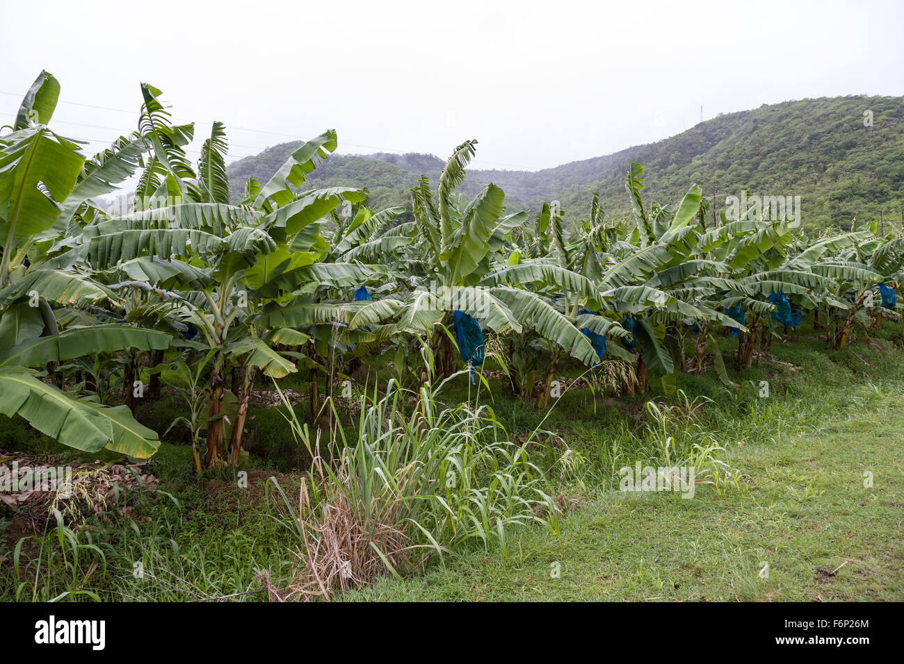 Banana plantation in St Lucia Stock Photo Alamy