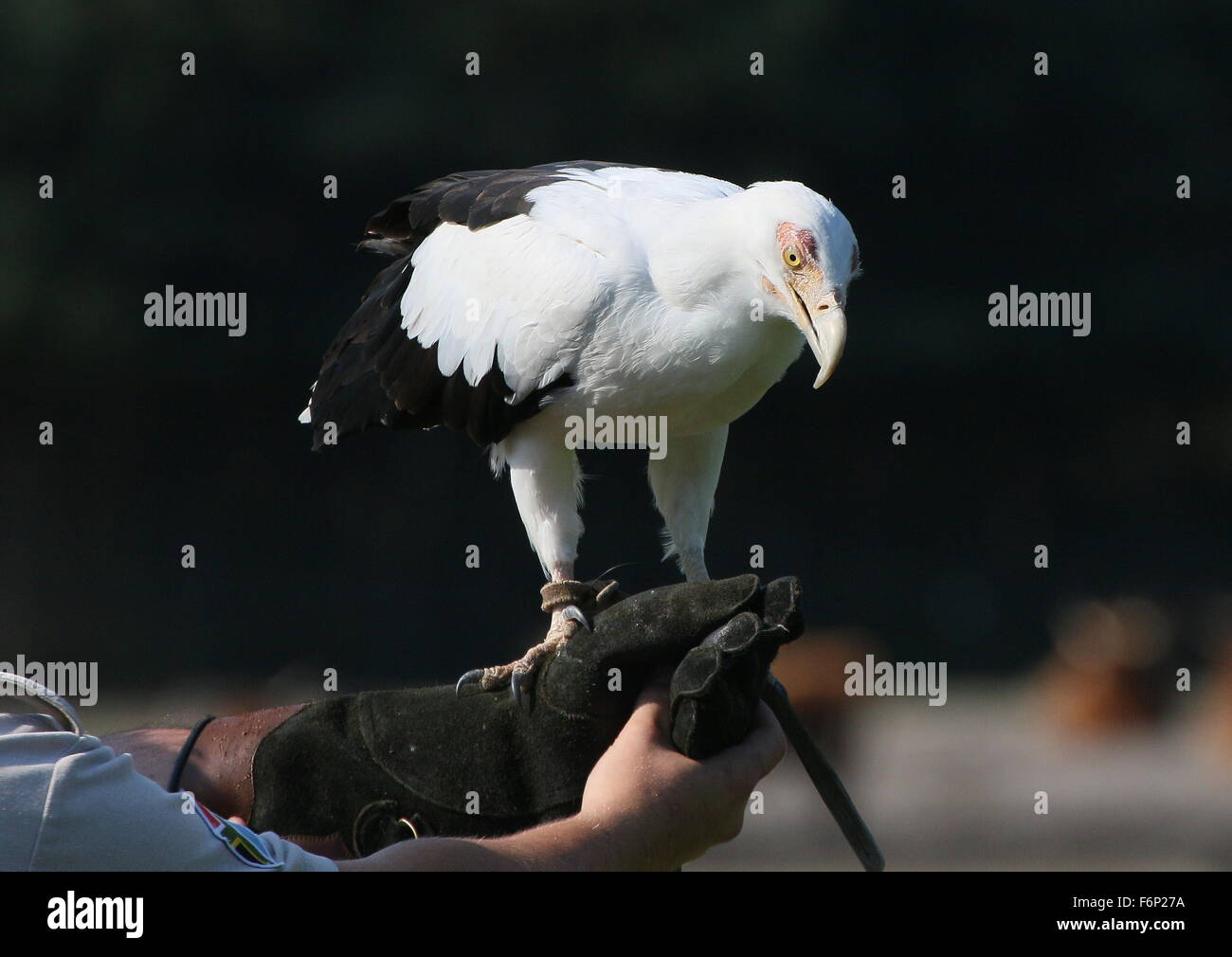 African Palm nut vulture (Gypohierax angolensis). Falconer with glove during bird of prey show at Beekse Bergen Zoo, Netherlands Stock Photo
