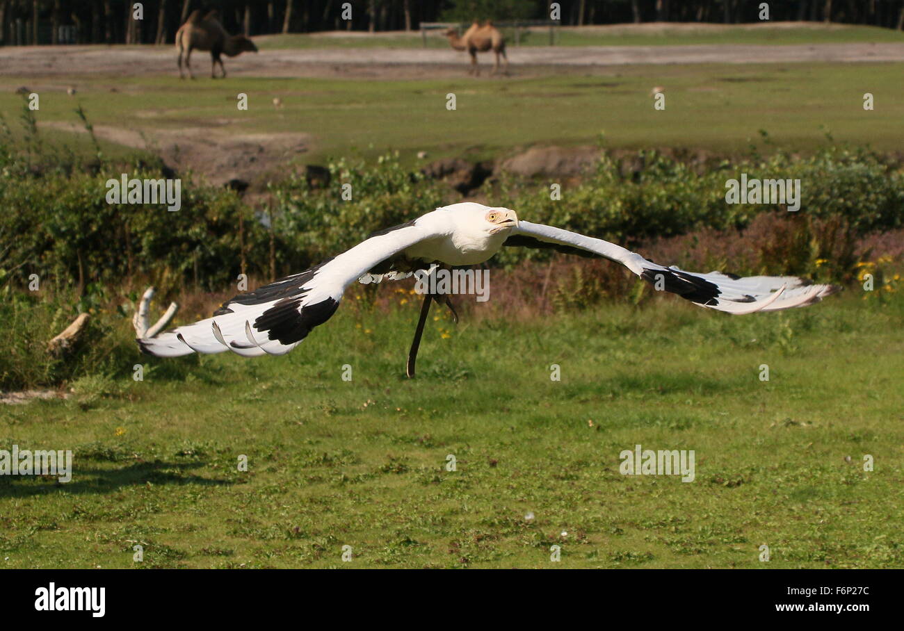 African Palm nut vulture (Gypohierax angolensis) in flight. Captive bird, bird of prey show, Beekse Bergen Zoo, The Netherlands Stock Photo