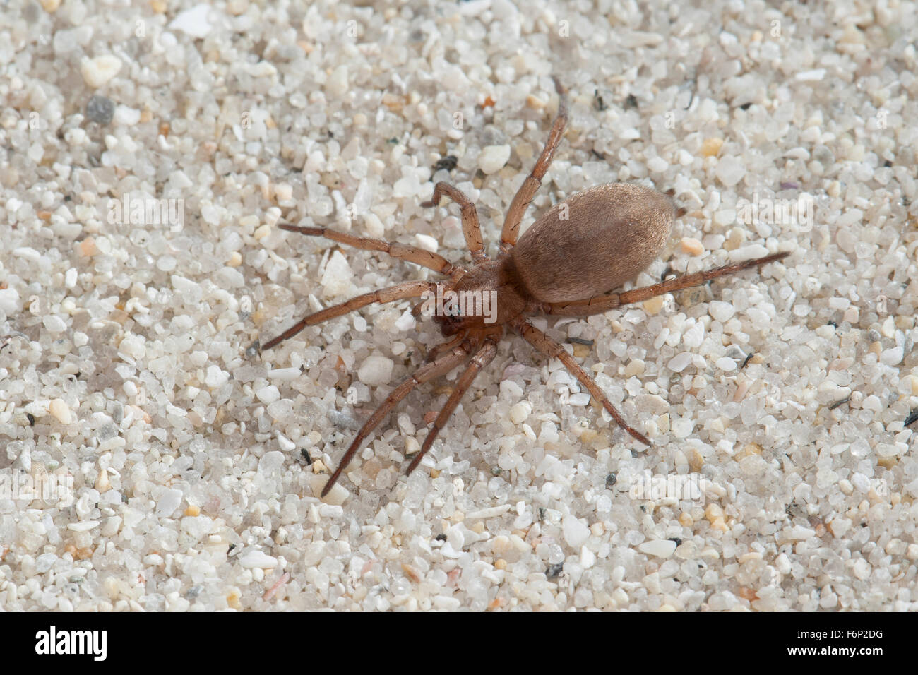 Stone spider, Mouse Spider, Ground spider, Glattbauchspinne, Plattbauchspinne, Glattbauch-Spinne, Drassodes cf. lapidosus Stock Photo