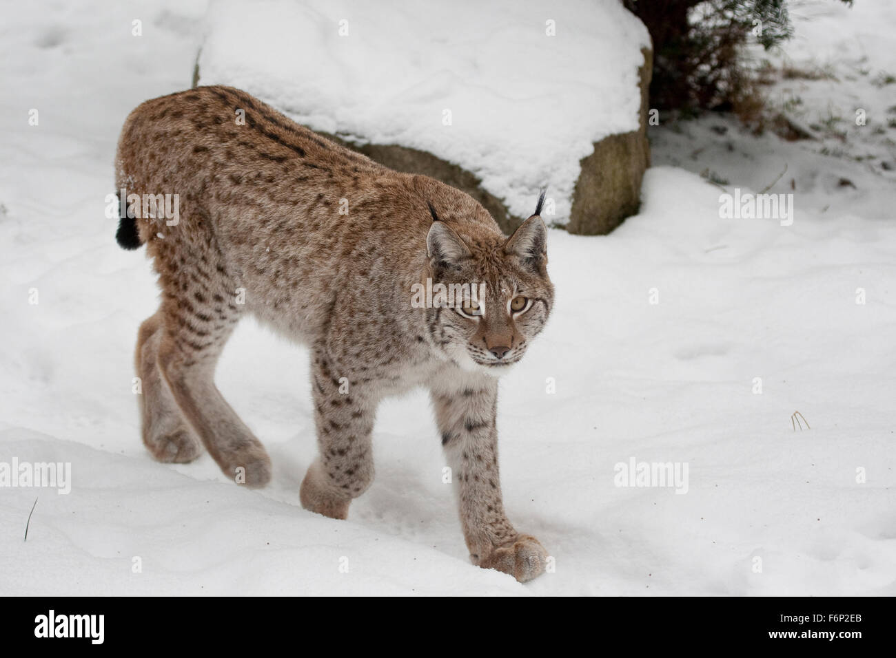 Eurasian lynx, snow, Luchs, Nordluchs, Nord-Luchs, Eurasischer Luchs, Winter, Schnee, Lynx lynx, Felis lynx, Lynx d´Europe Stock Photo