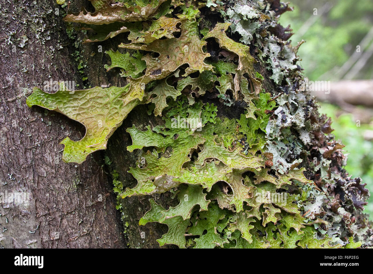 Lungwort, lung lichen, oak lungwort, Echte Lungenflechte, Lungen-Flechte, Lobaria pulmonaria, am Stamm eines Baumes Stock Photo