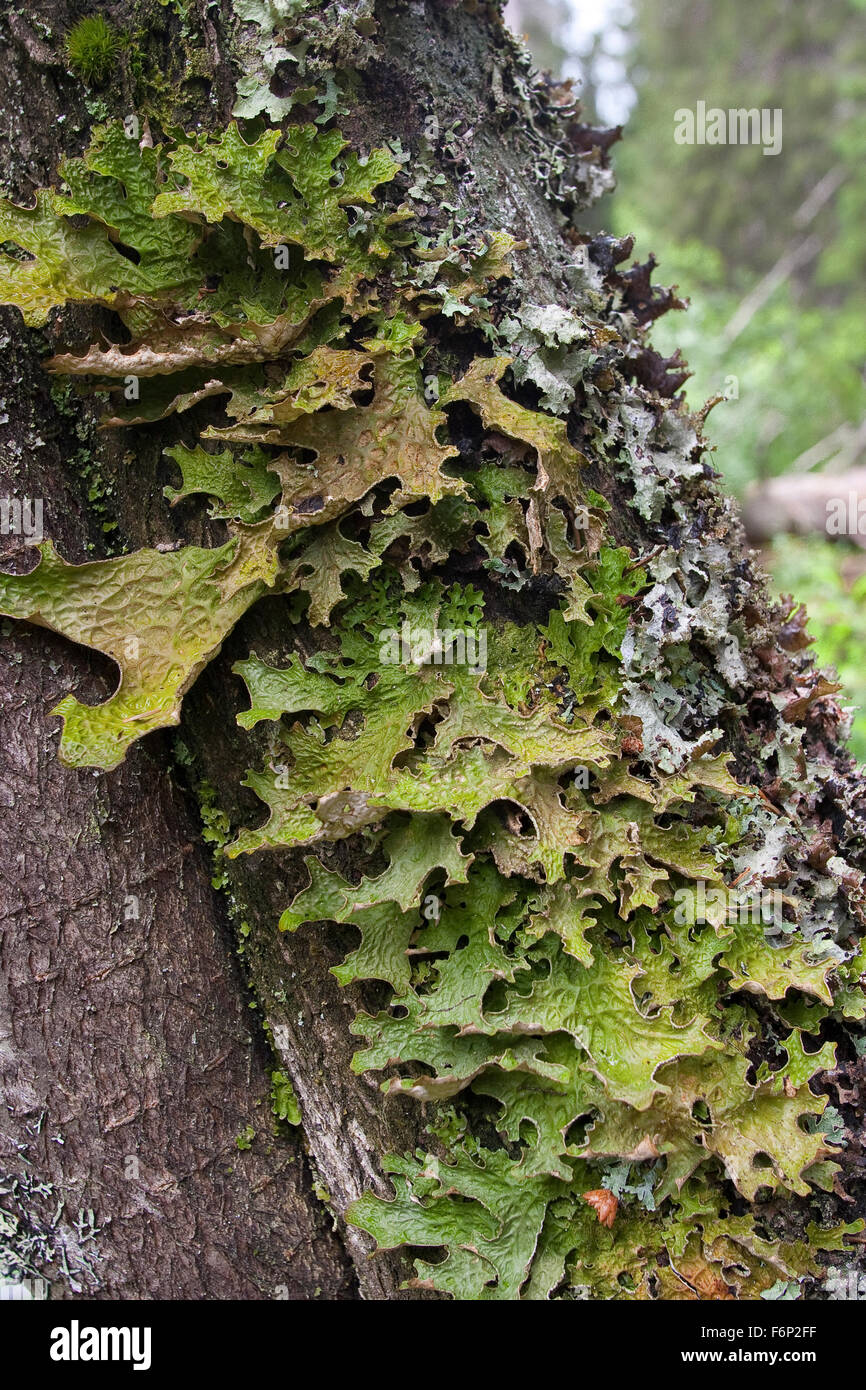 Lungwort, lung lichen, oak lungwort, Echte Lungenflechte, Lungen-Flechte, Lobaria pulmonaria, am Stamm eines Baumes Stock Photo