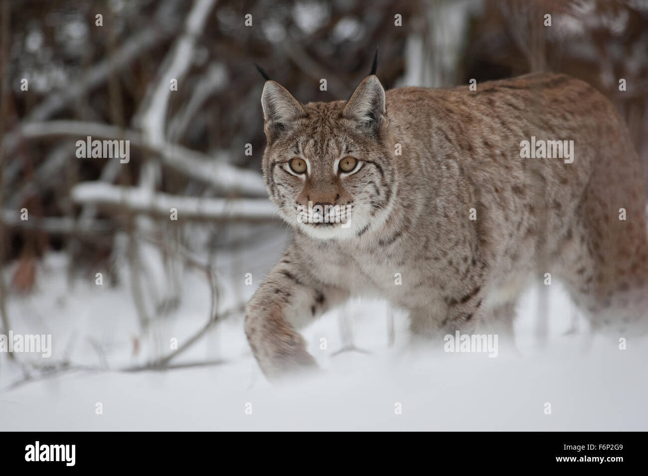 Eurasian lynx, snow, Luchs, Nordluchs, Nord-Luchs, Eurasischer Luchs, Winter, Schnee, Lynx lynx, Felis lynx, Lynx d´Europe Stock Photo