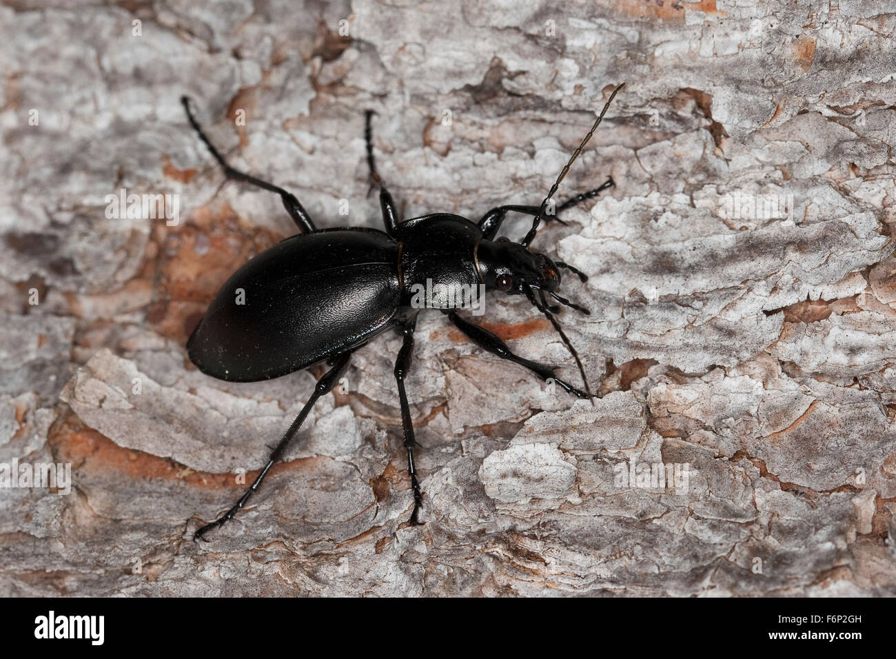 Smooth ground beetle, Glatter Laufkäfer, Glatt-Laufkäfer, Carabus glabratus, Oreocarabus glabratus Stock Photo
