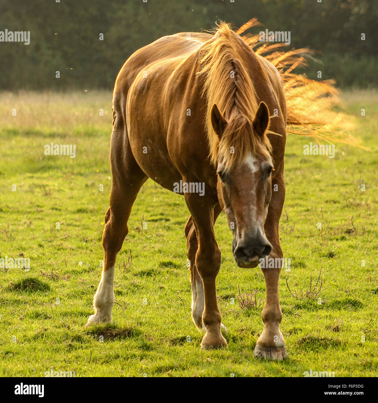 A beautiful brown Horse in the field at sunset Stock Photo - Alamy