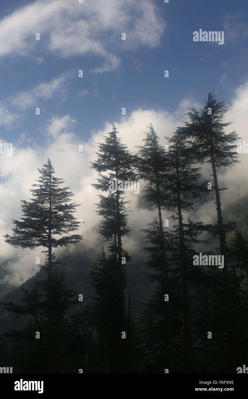 SPITI VALLEY - Tall pine trees Rakhacham Village , Himachal Pradesh, India Stock Photo