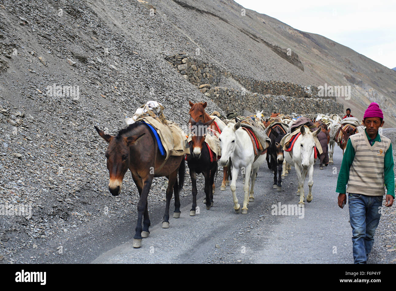 SPITI VALLEY - Horses - Picture captured while going to Gue Village to Tabo Village in Himachal Pradesh in India Stock Photo