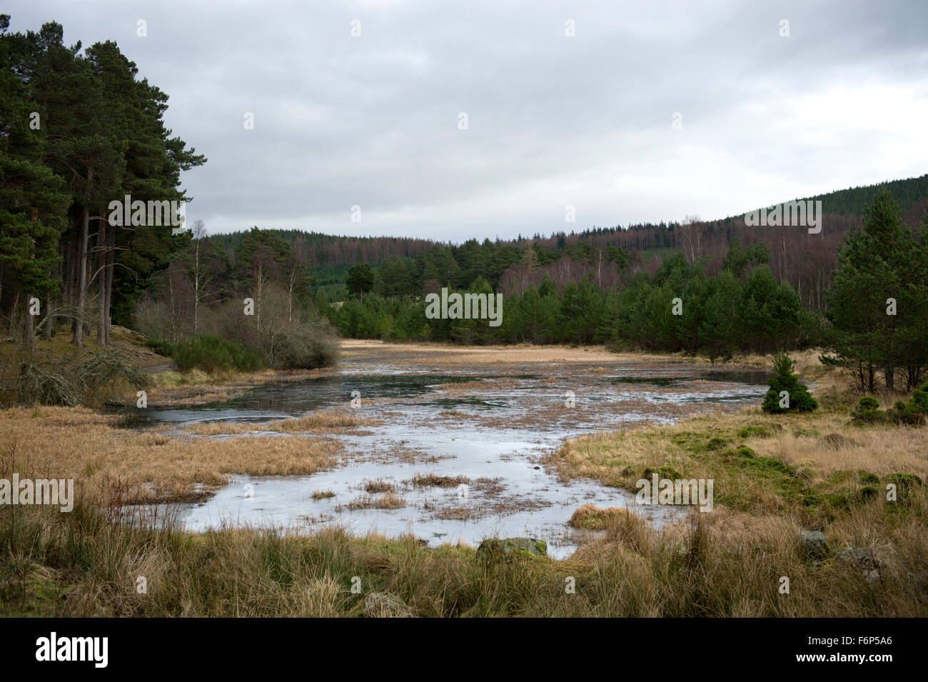 A pond or Lochan near the main trackway through the Glen Tanar estate Stock Photo