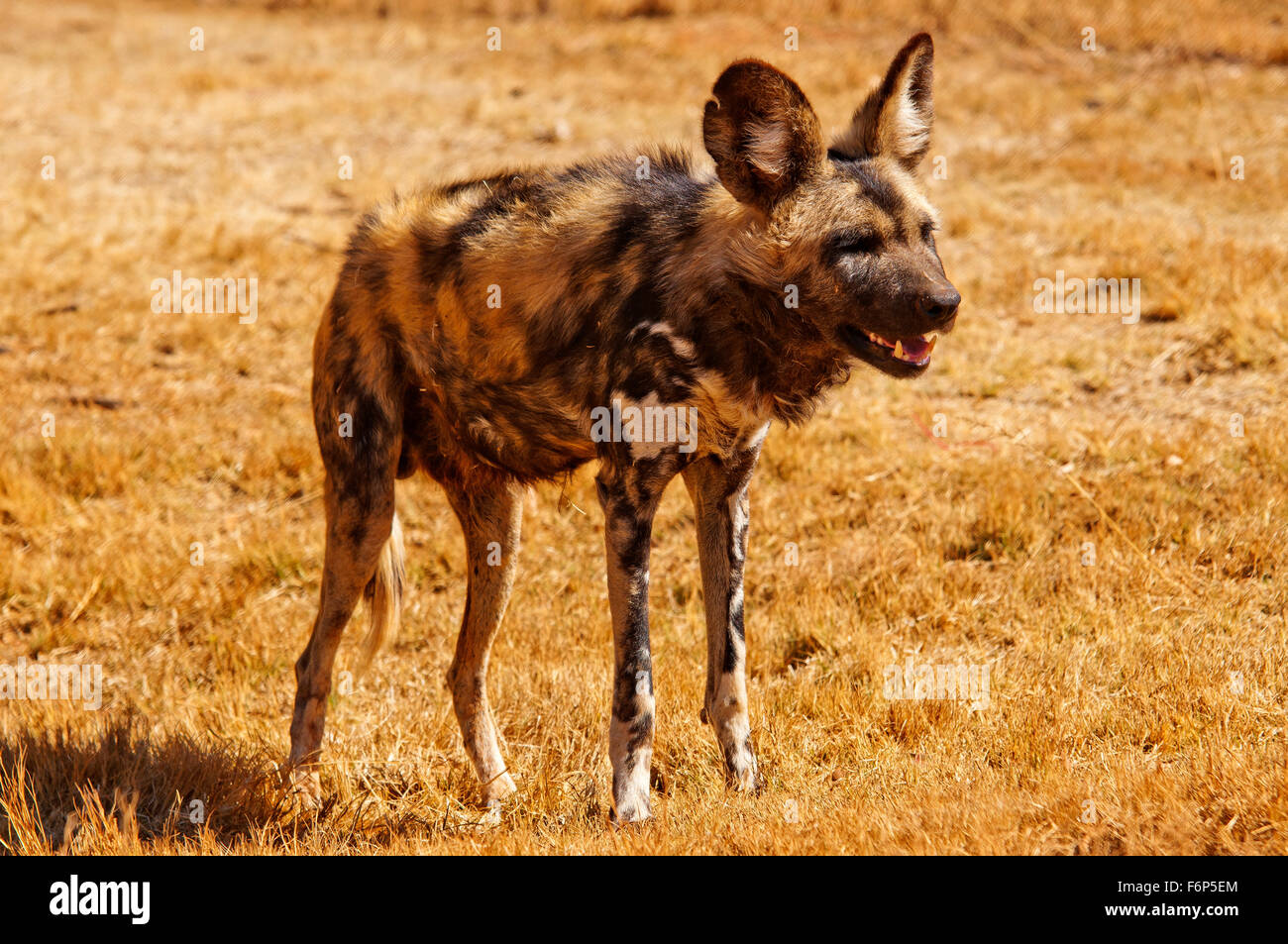 Wild dog, one of the most rare and a endangered species of African animals  in Lion Park, South Africa Stock Photo - Alamy