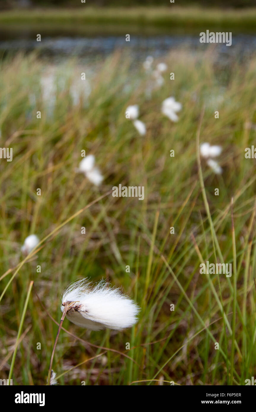 Common Cotton Grass (Eriophorum angustifolium Stock Photo Alamy