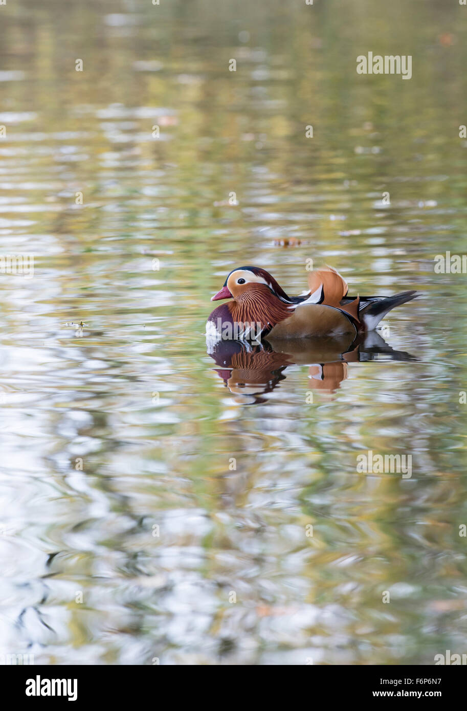 Mandarin duck (Aix galericulata) male (drake). The species is native to Asia, but breeds ferally in parts of Britain and Europe. Stock Photo