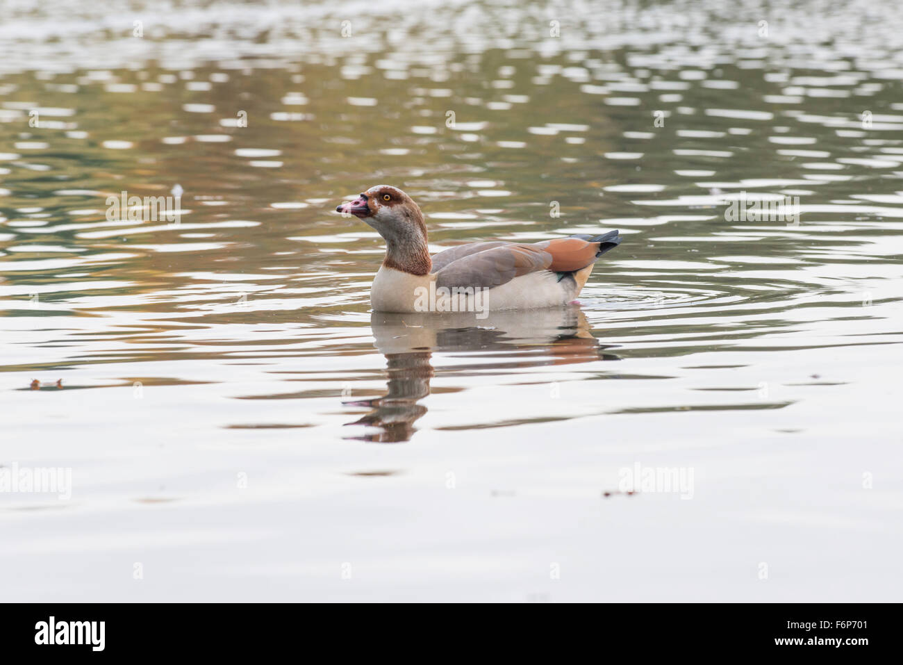 Egyptian goose (Alopochen aegyptiacus). The species is native to Africa, but breeds ferally in the UK Stock Photo