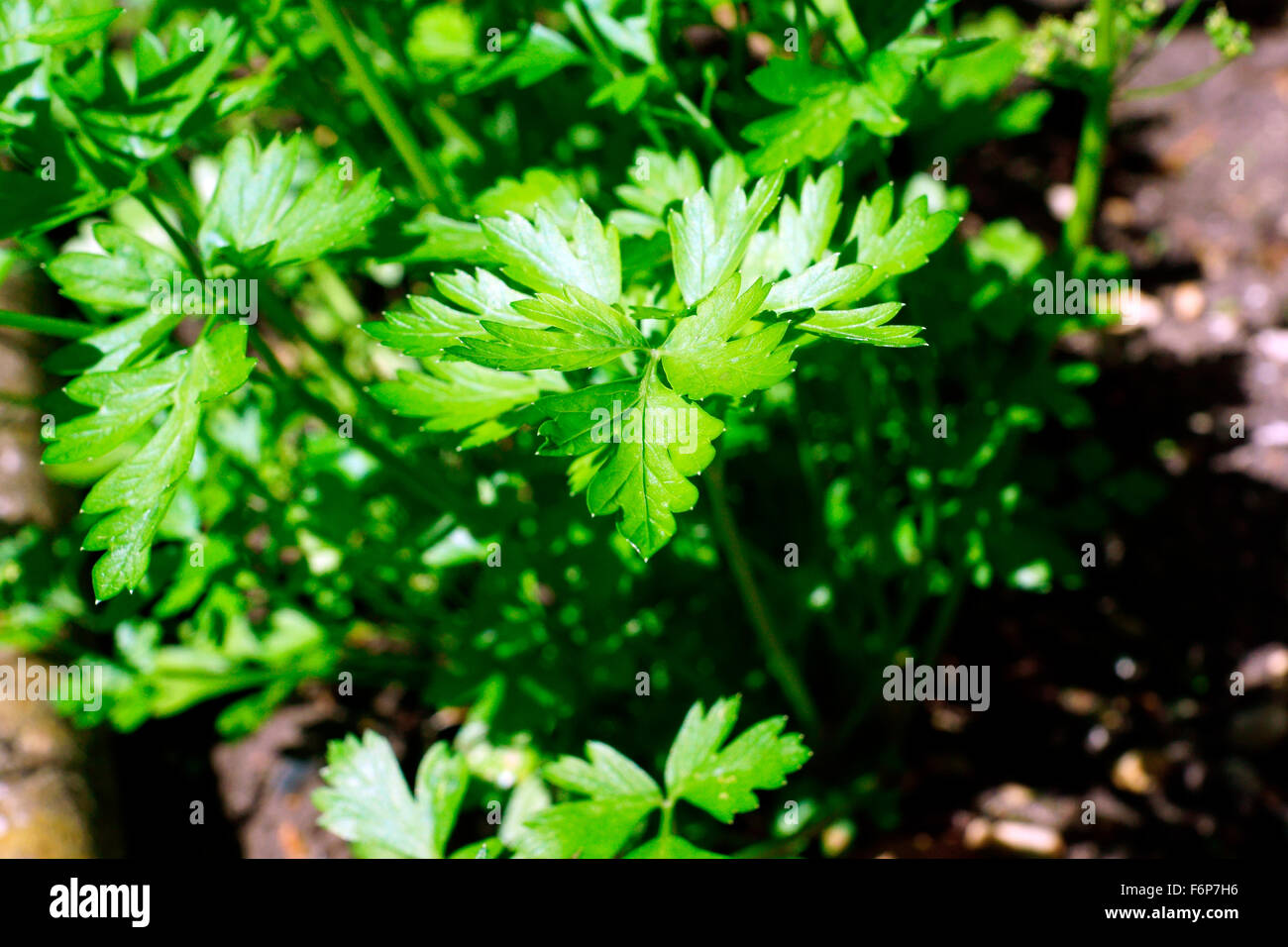 PARSLEY HOME GROWN IN THE GARDEN Stock Photo Alamy