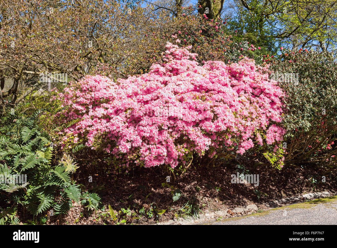 The bright pink flowers of rhododendron hinomayo or Azalea 'Hinomayo' Stock  Photo - Alamy