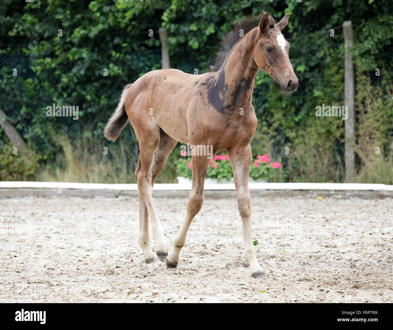 a young brown Holsteiner Warmblood Foal running on a paddock Stock