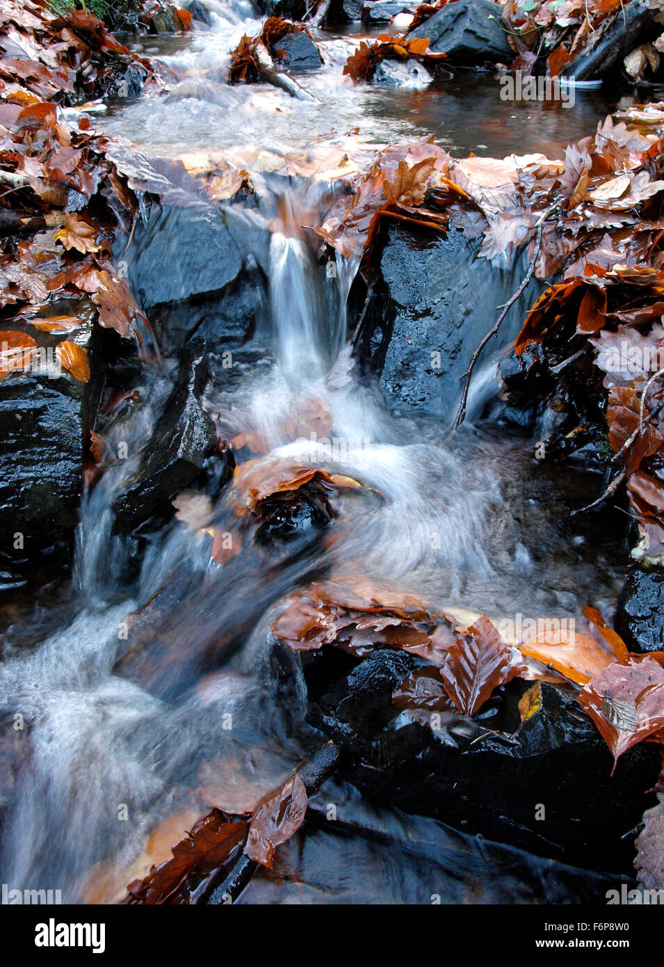 Cascading water and Autumn leaves, UK Stock Photo