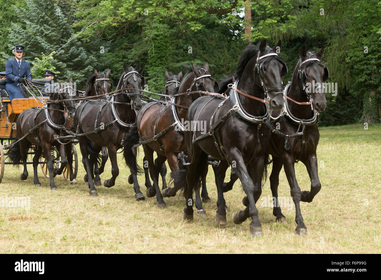 Horse Rare Kladruber tradition animal festival out Stock Photo