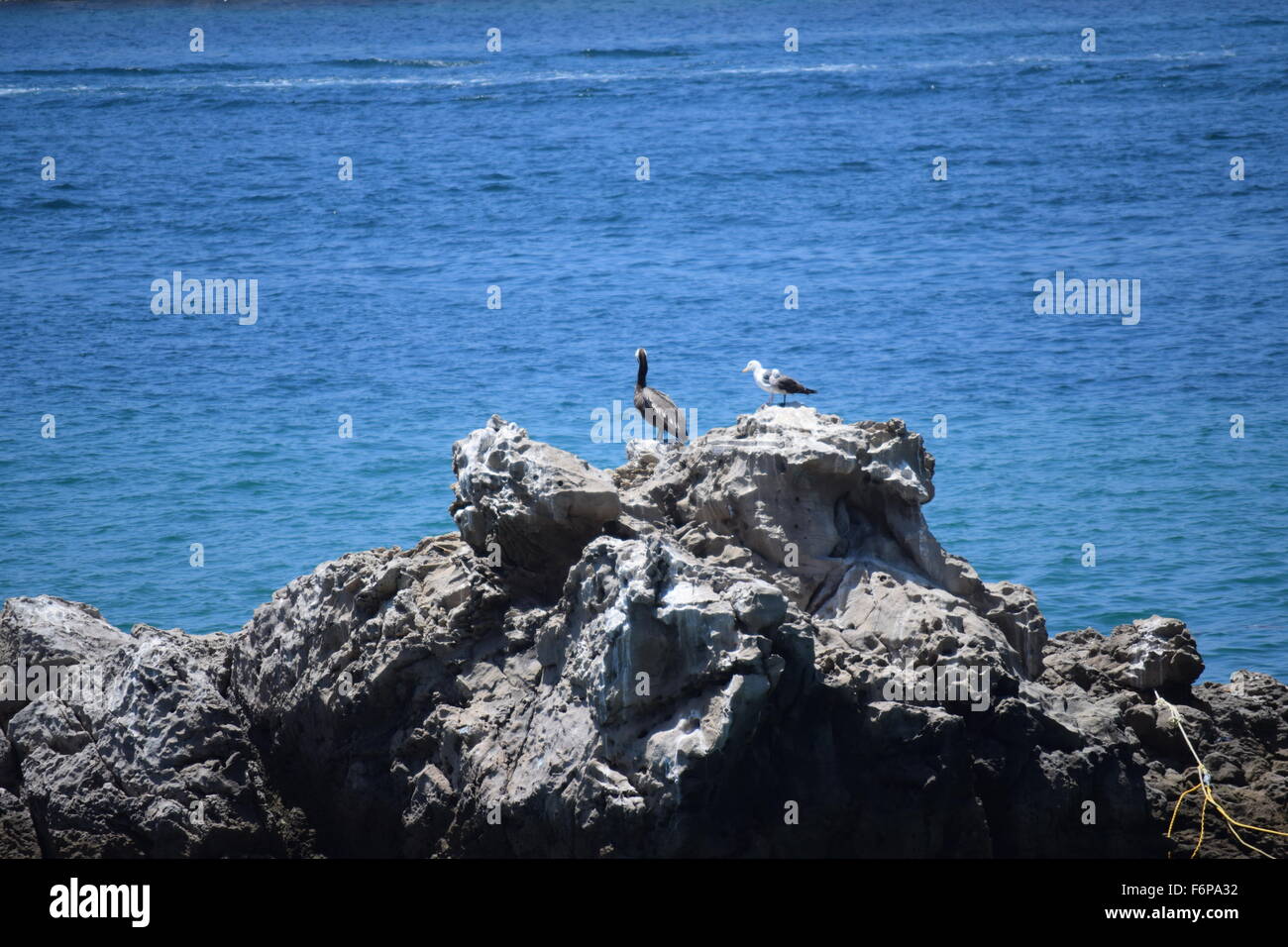 Bird Watching Stock Photo