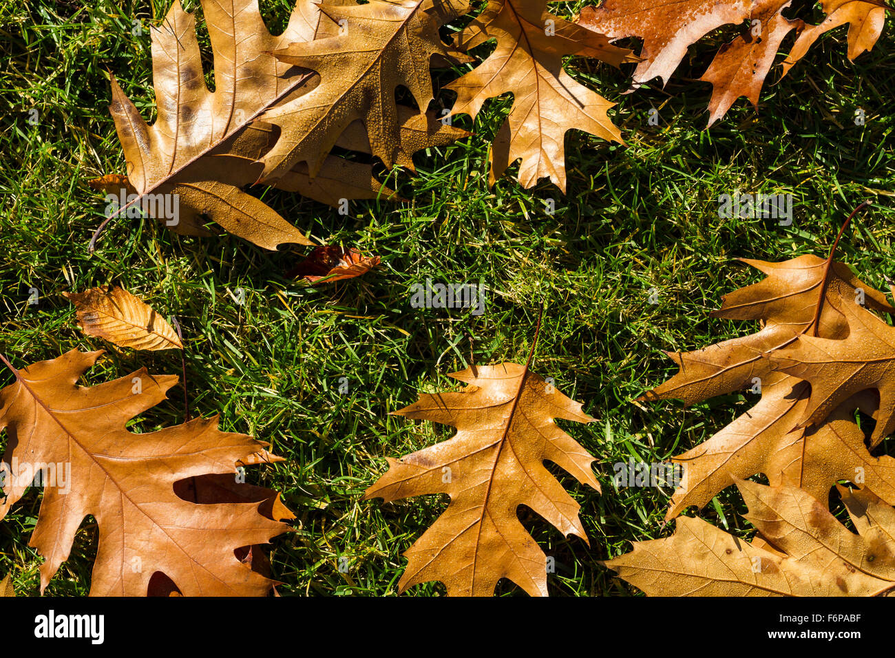 Abstract green yellow frame on hi-res stock photography and images - Alamy