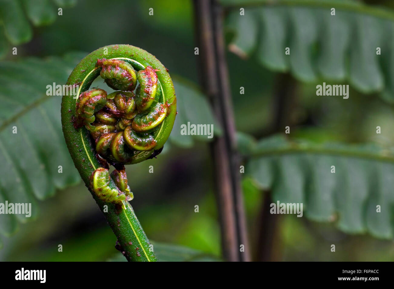 Close up of fern unfolding fronds in cloud forest, Costa Rica Stock Photo