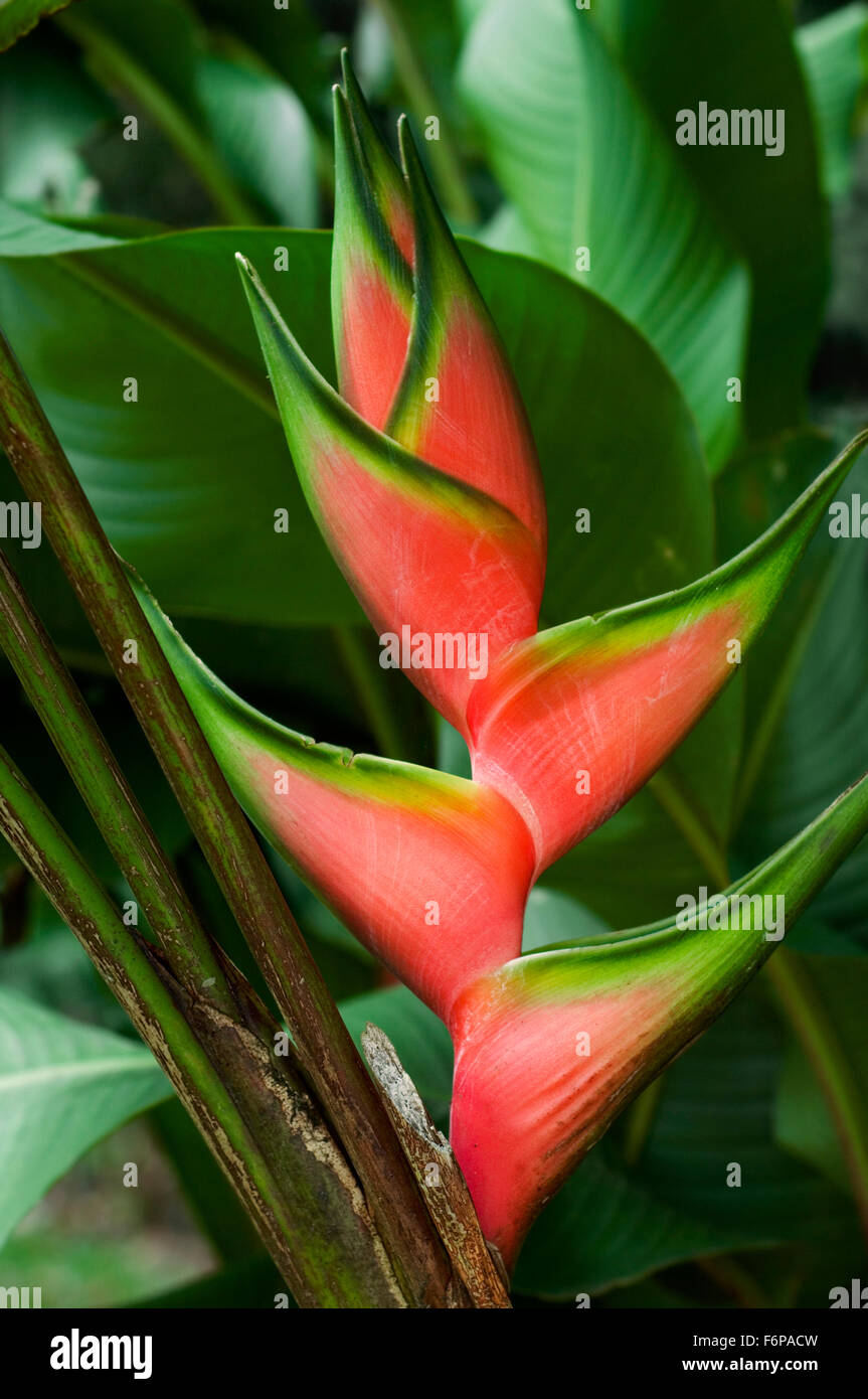 Close up of Heliconia stricta, native to Brazil, Colombia, Venezuela, Ecuador, Peru, Bolivia, Guyana, Suriname Stock Photo