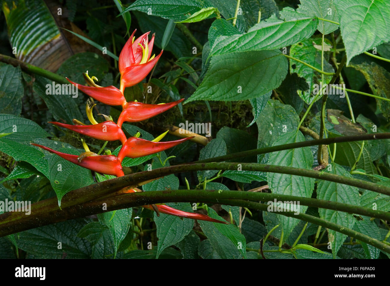 Close up of Heliconia lankesteri in flower in tropical rainforest, Costa Rica Stock Photo