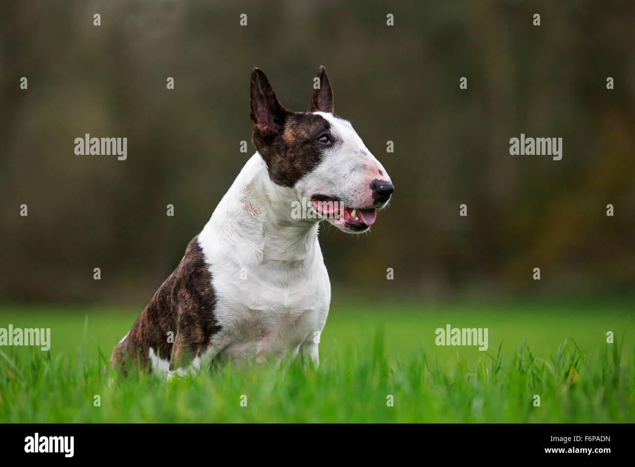 Happy cute female baby and dog is sitting in garden. Child is playing with  English Bull Terrier white dog outside in park. A little girl and his dog  Stock Photo - Alamy