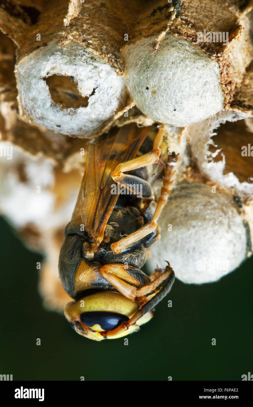 European hornet (Vespa crabro) emerging from brood cell in paper nest Stock Photo