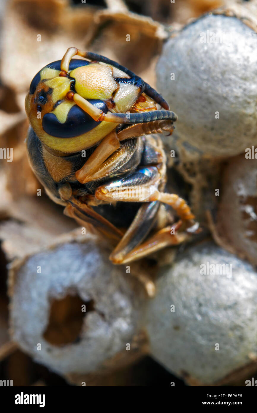 European hornet (Vespa crabro) emerging from brood cell in paper nest Stock Photo