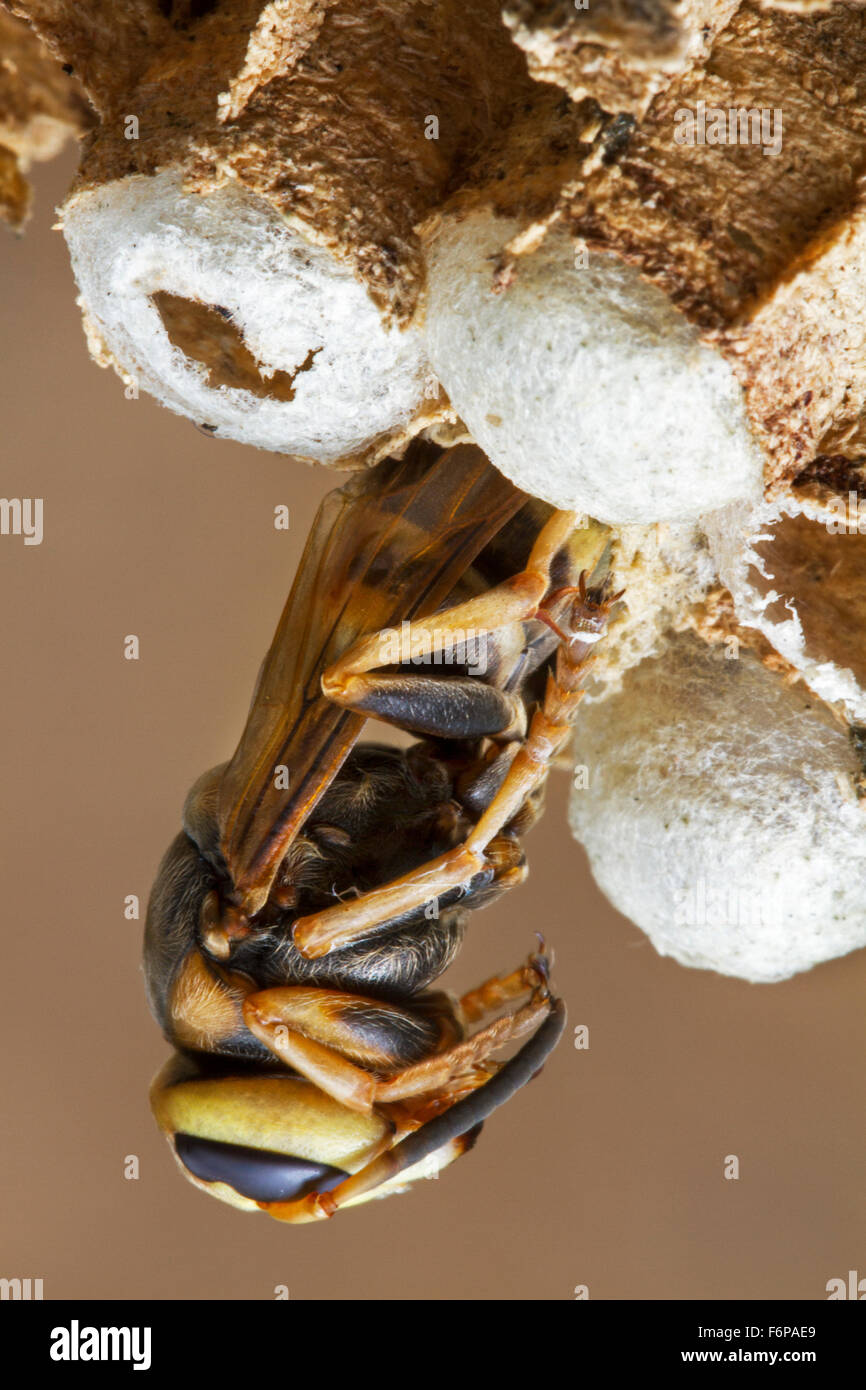 European hornet (Vespa crabro) emerging from brood cell in paper nest Stock Photo