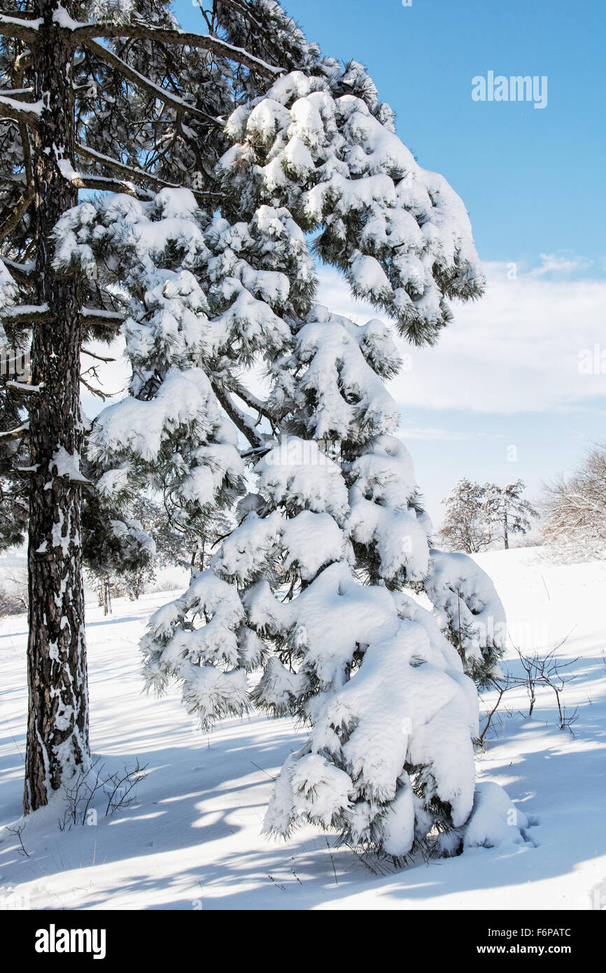 Snowy Conifer Tree In The Winter Nature. Outdoors Scene Stock Photo - Alamy