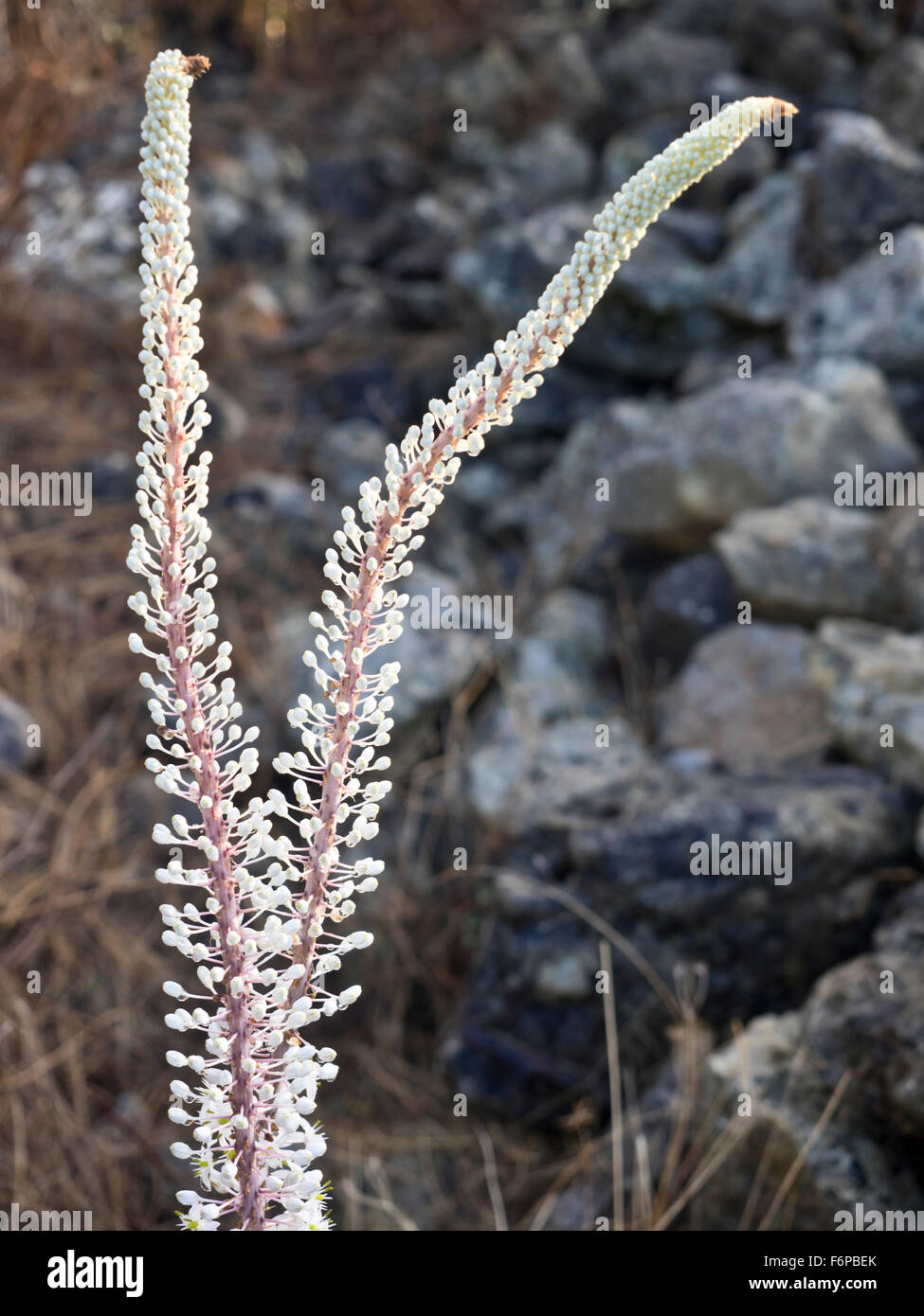 Pflanze in Kreta Stock Photo