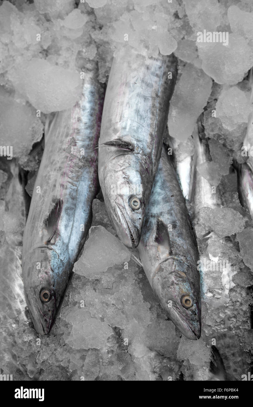 Fish on the ice in Kerala, India Stock Photo