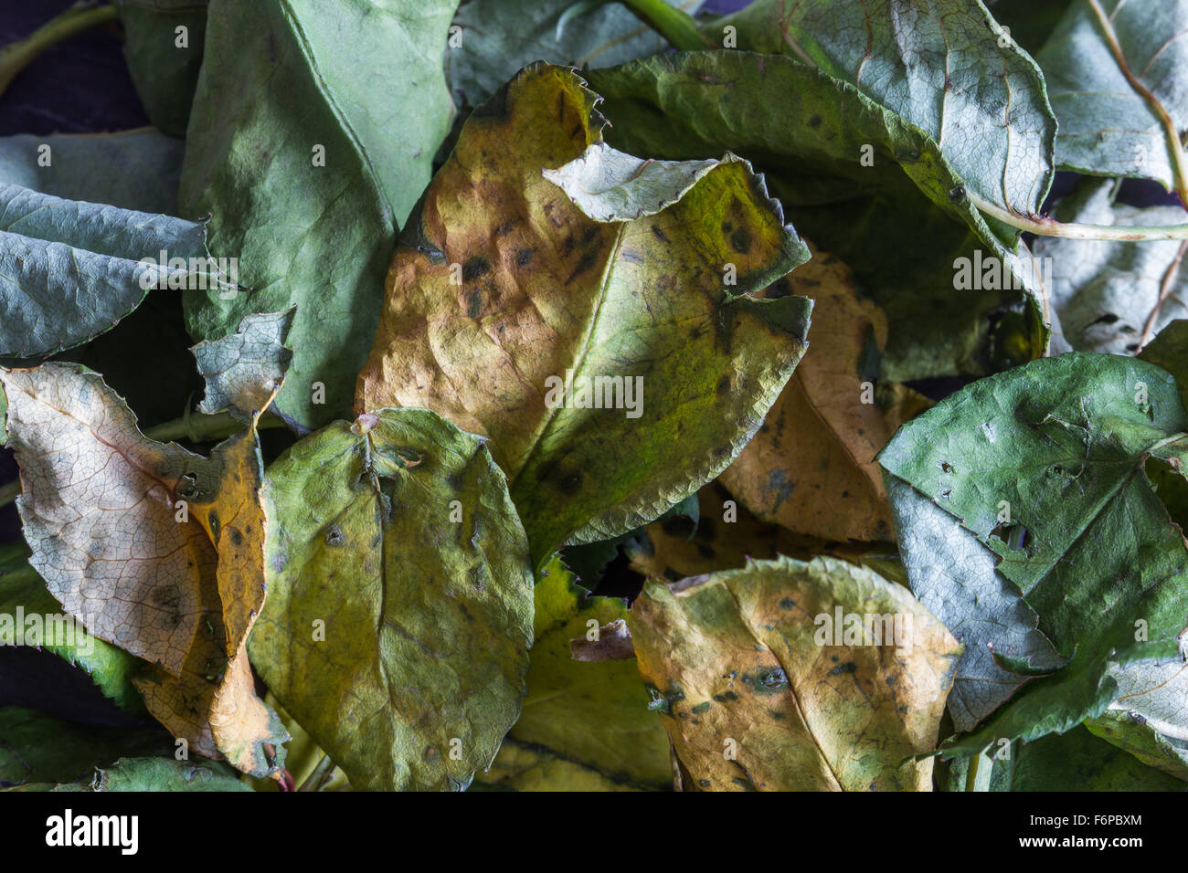Group of wilted rose leaves forming an abstract background. Closeup, copyspace, selective focus Stock Photo