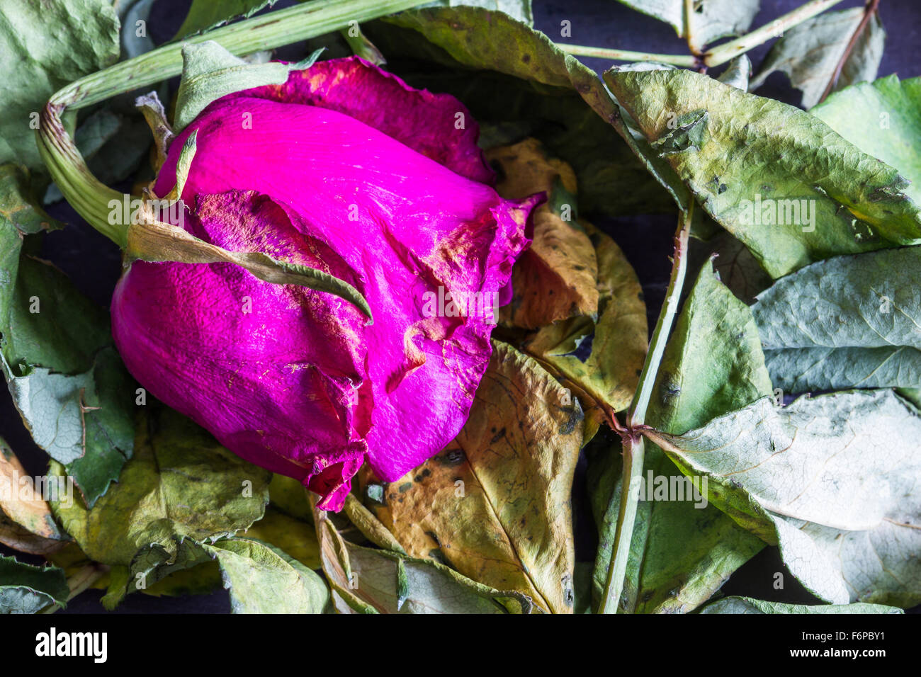 Wilted pink, red rose on decaying leaves background. Close-up, copy space, selective focus Stock Photo