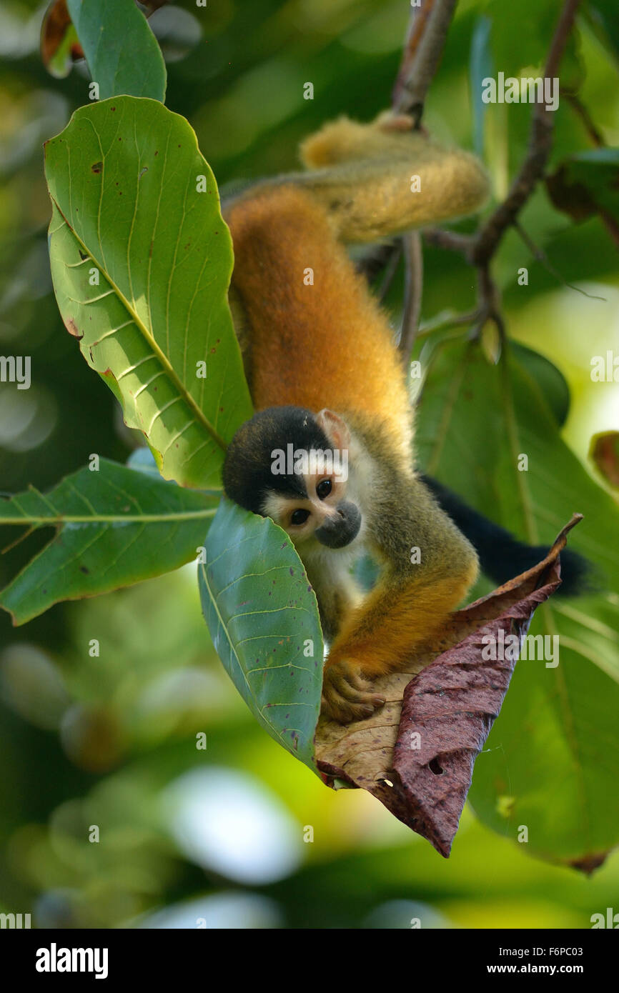 Squirrel monkey in the Corcovado National park. This monkey life only in the south of Costa Rica Pacific coast, Stock Photo