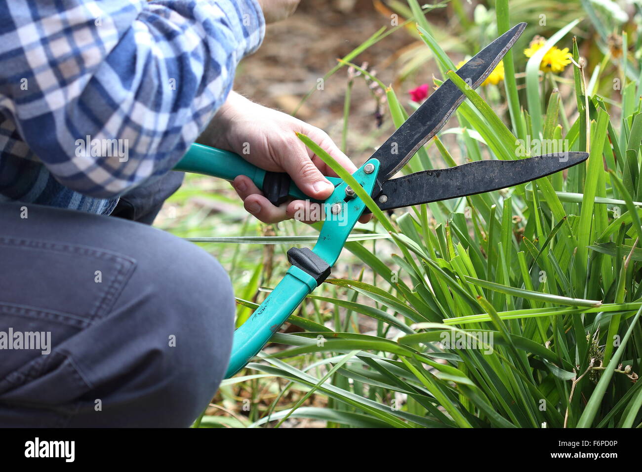 Adult male cutting Lomandra Grass using scissors Stock Photo