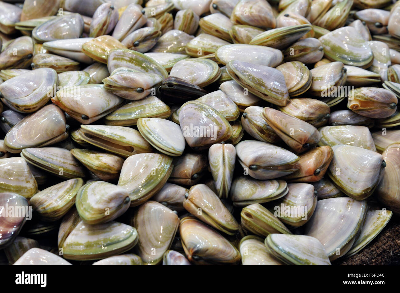 Clam seafood hires stock photography and images Alamy