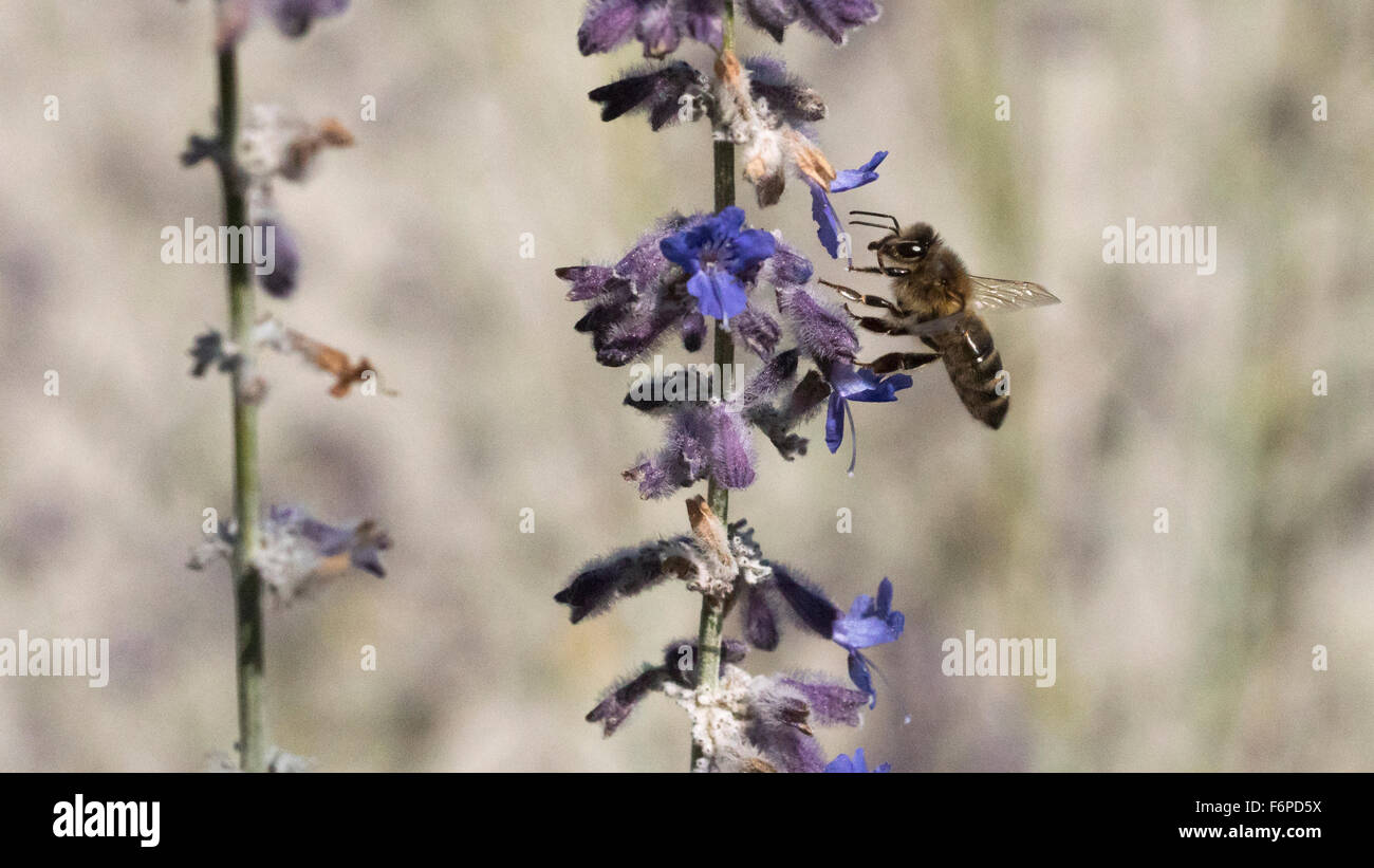 A bee feeds on nectar from a flower Stock Photo