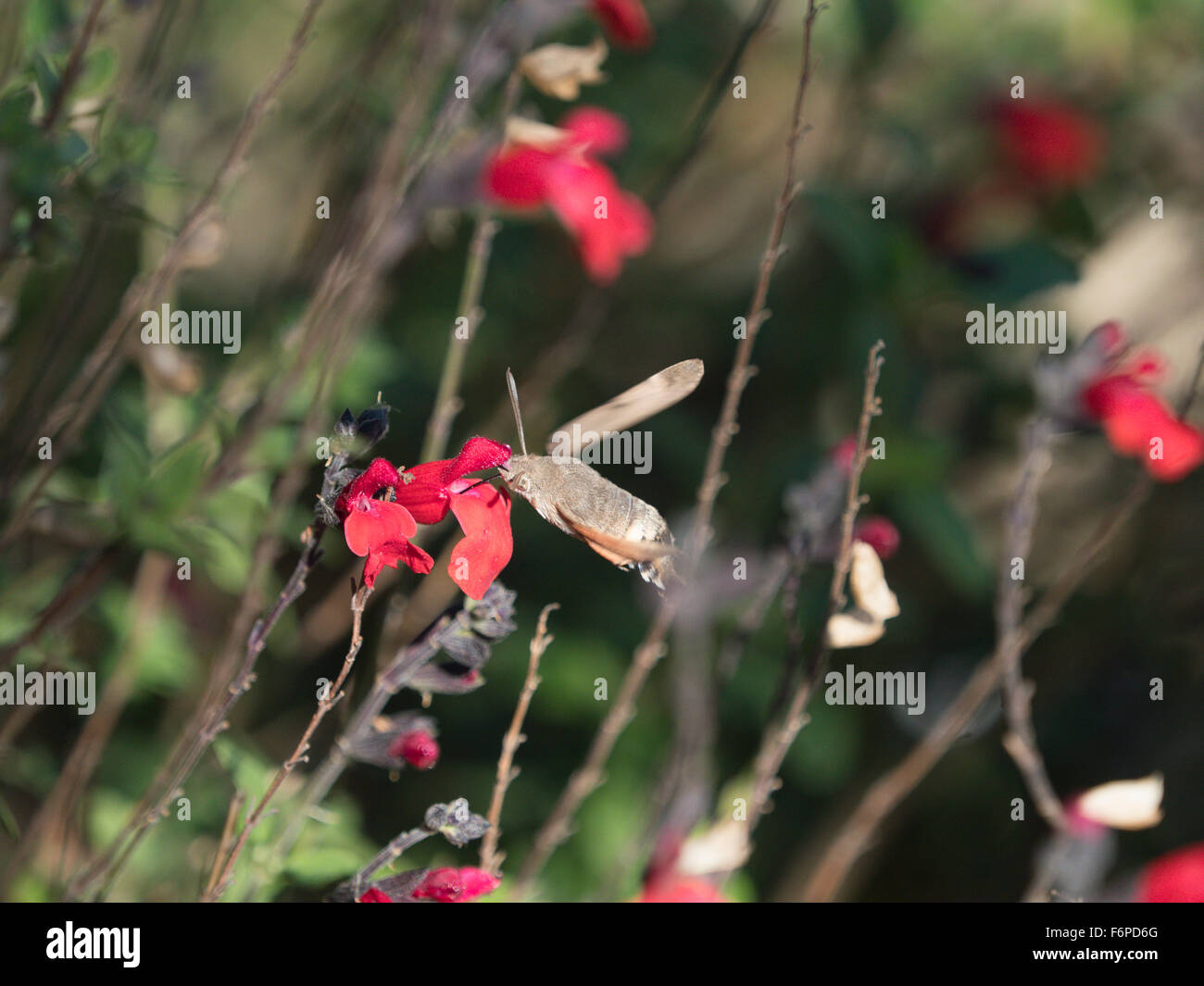 A humming bird  hawk moth fees on nectar from flowers Stock Photo