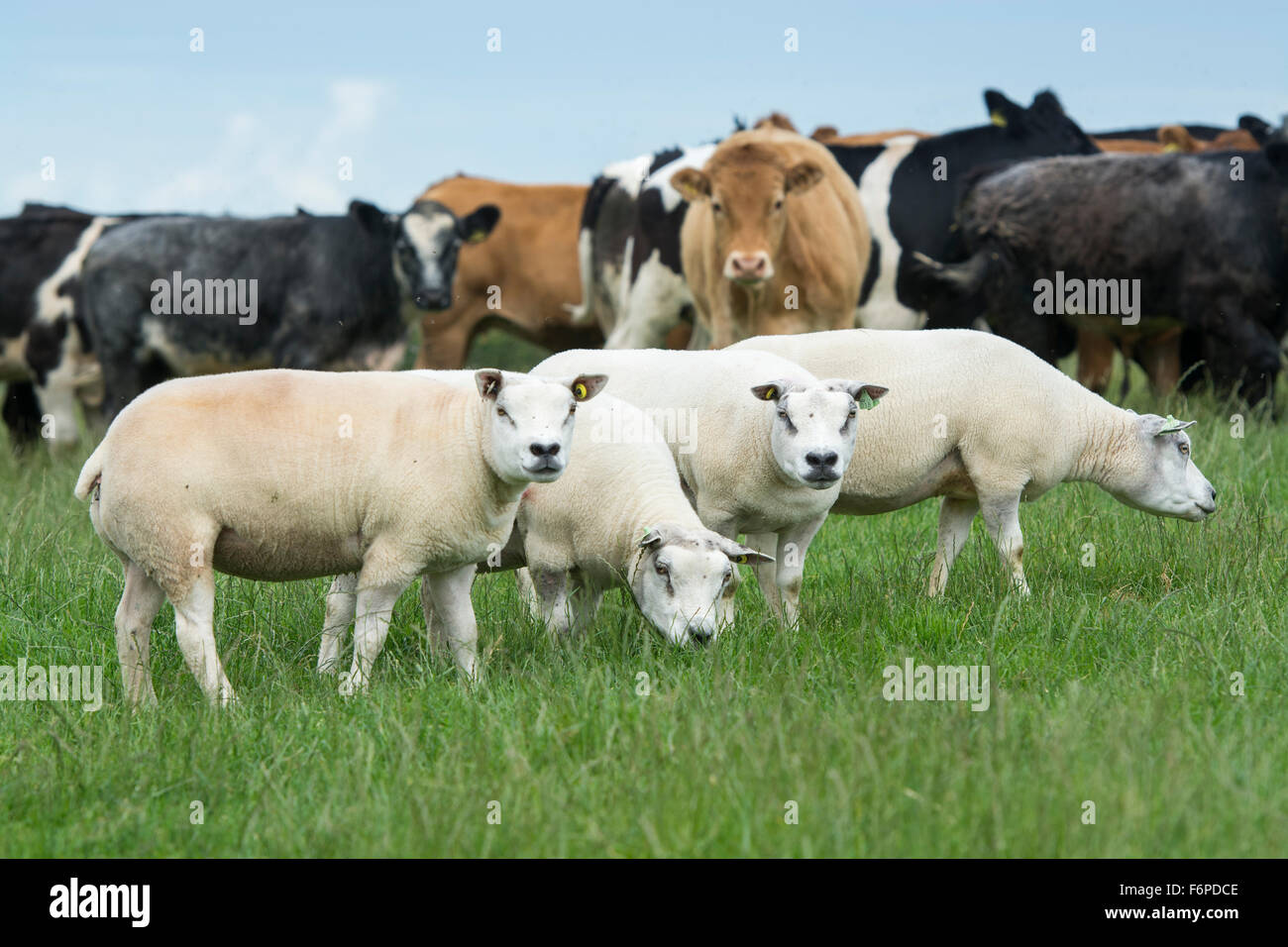 Sheep and beef cattle in pasture, Cumbria, UK Stock Photo Alamy